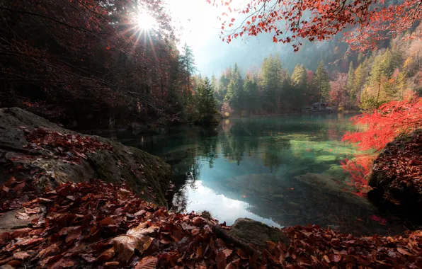 Picture autumn, forest, the sun, rays, trees, landscape, nature, lake