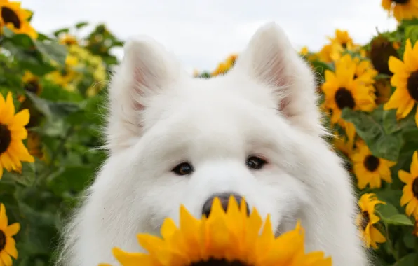 Look, pose, dog, white, face, Samoyed