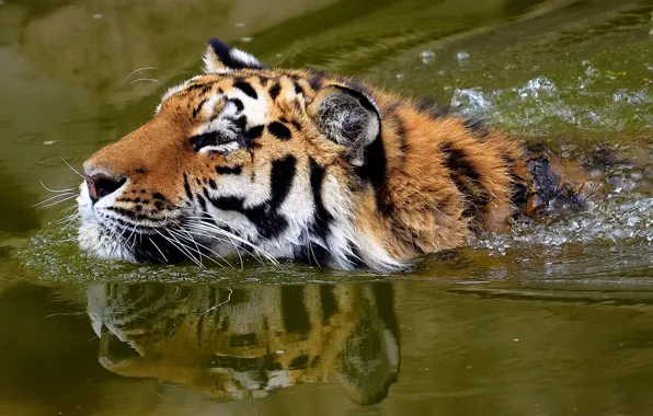 Face, tiger, whiskered snout, floats
