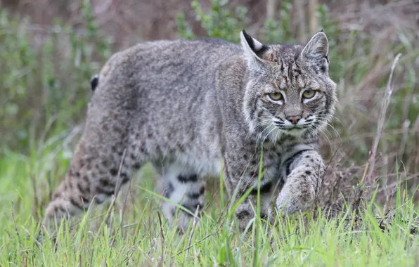 Picture grass, grey, lynx