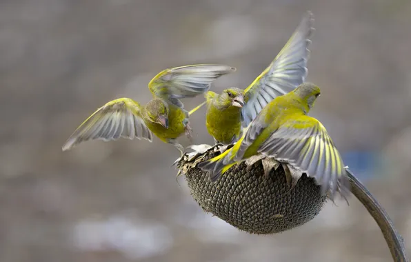 Picture macro, birds, sunflower, meal, Valery Chernyak, The greenies