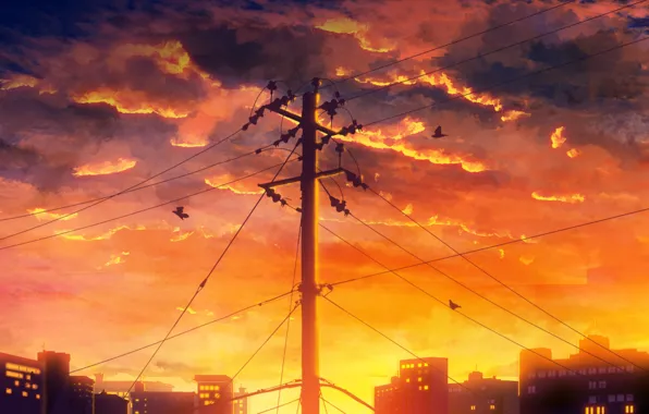 Picture the sky, sunset, the city, bird, Y_Y