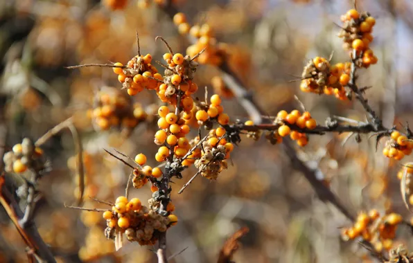 Autumn, macro, orange, branches, Berry, Sea buckthorn