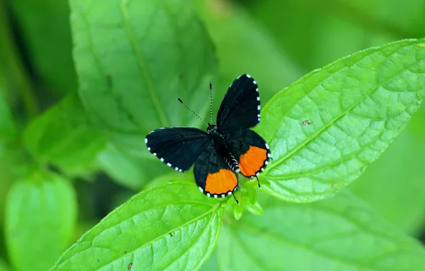 Leaves, microsemi, butterfly, wings, insect, beautiful, closeup