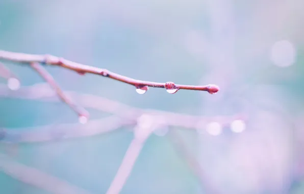 Picture drops, tenderness, branch