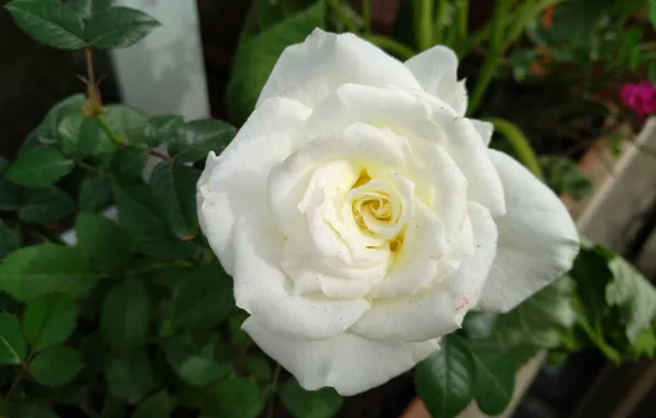 Picture Rose, Rose, White rose, White rose
