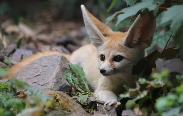 Nature, Fox, Fenech, by Malleni-Stock