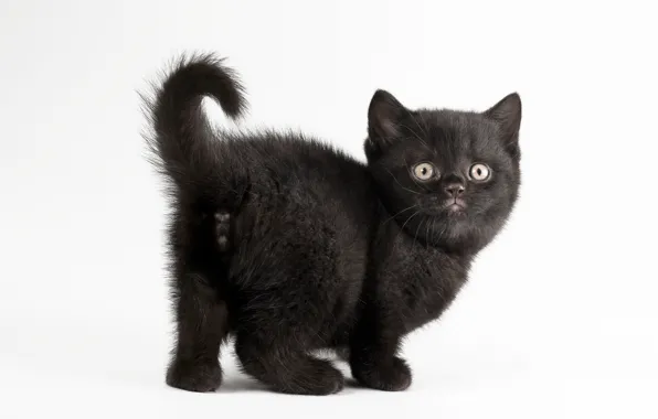 Picture cat, white background, kitty, black cat