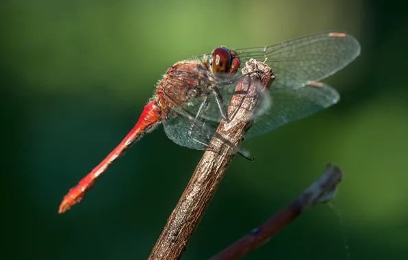 Flowers, macro, bokeh, dragonfly, wasp, leaf, worm