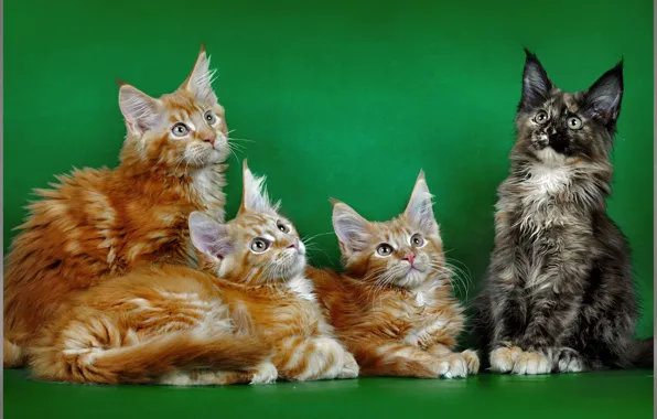 Picture cat, background, red, photoshoot, Maine Coon