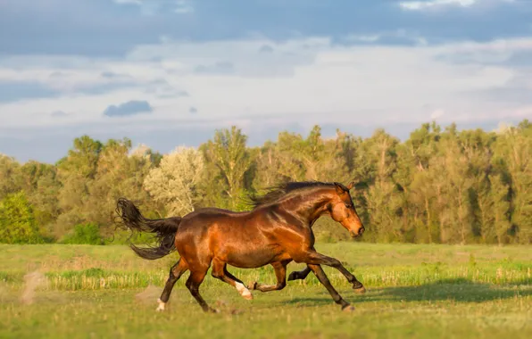 Greens, field, the sky, grass, horses, horse, meadow, running