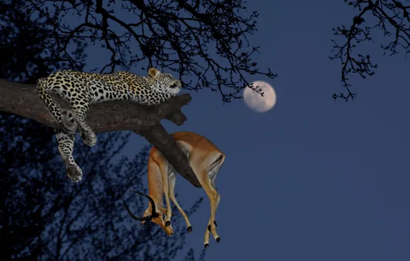 Picture Leopard, Tree, Night, The moon, Predator, Mining, Big cat, Serengeti national Park