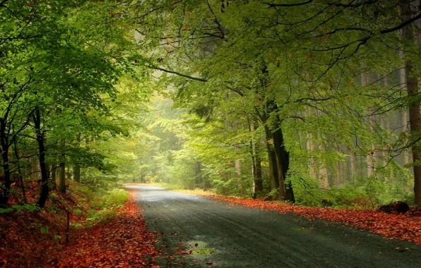 Road, autumn, forest