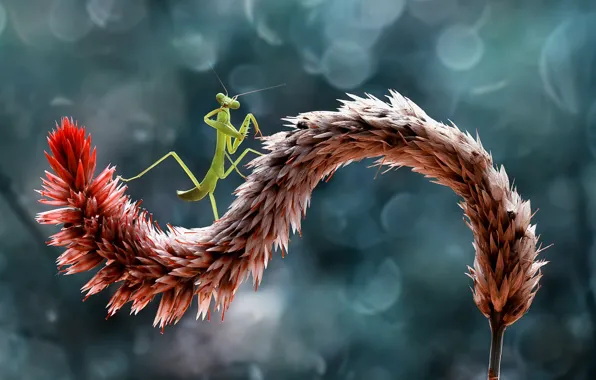 Macro, branches, plant, mantis, insect