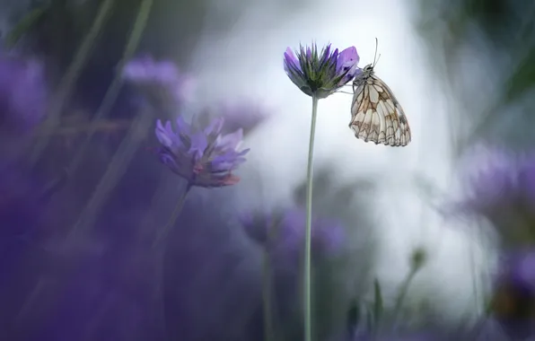 Picture flowers, butterfly, meadow, lilac, Wallpaper from lolita777