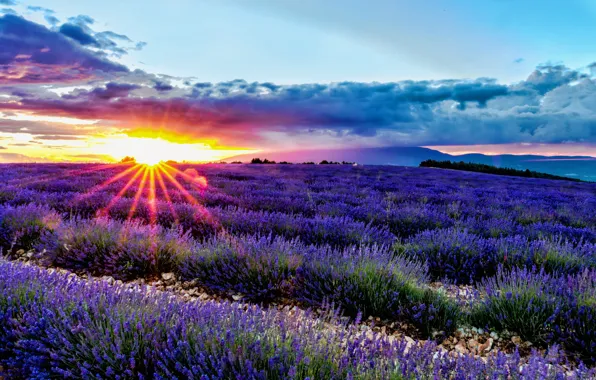 Field, sunrise, dawn, France, France, lavender, Provence, Divans