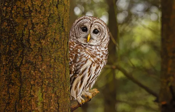 Forest, look, branches, tree, owl, bird, trunk, bark