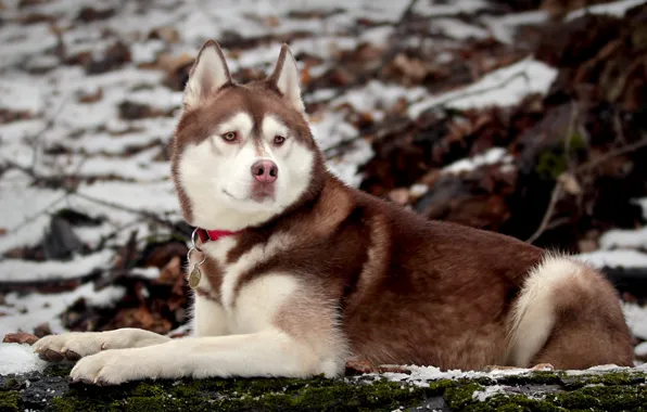 Picture nature, dog, husky