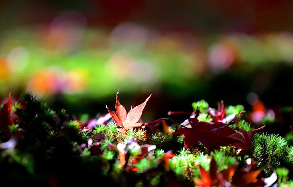 Grass, leaves, fallen, maple, bokeh, autumn