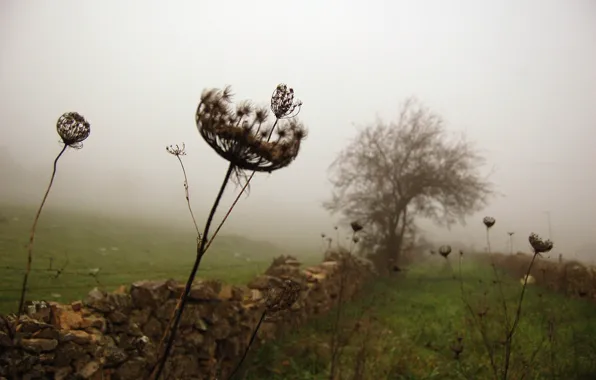 Grass, fog, tree, the fence