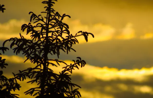 Dark, sky, tree