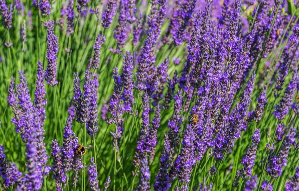 Summer, flowers, bee, bumblebee, lavender, lilac
