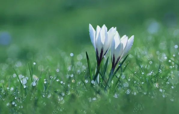 Drops, flowers, Rosa, glade, spring, crocuses, white, a couple