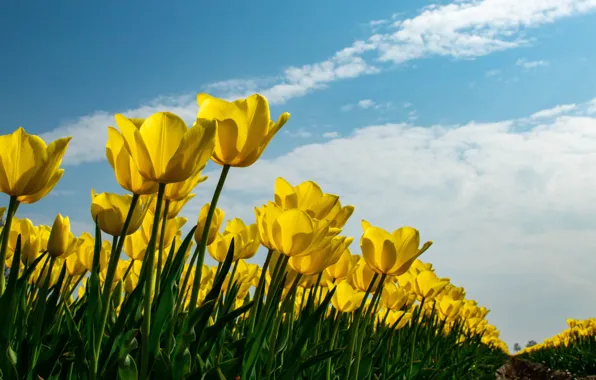 Field, the sky, clouds, light, flowers, blue, spring, yellow
