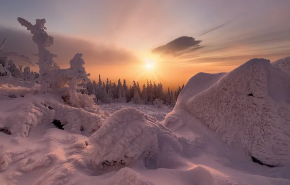 Winter, frost, forest, the sky, the sun, clouds, light, snow
