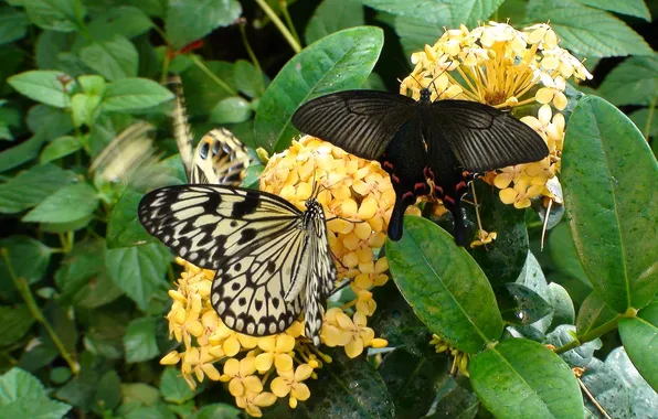 Butterfly, flowers, macro, wings, beautiful, closeup