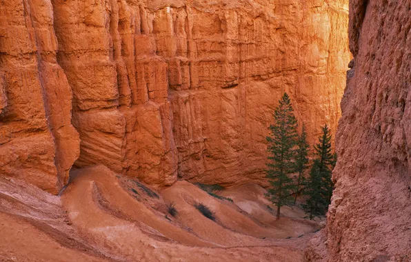 Trees, mountains, rocks, paint, gorge, Utah, USA, Bryce Canyon National Park