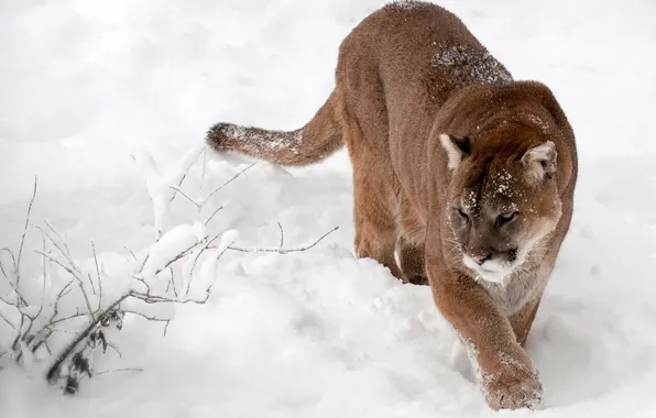 Winter, snow, Puma, mountain lion, Cougar