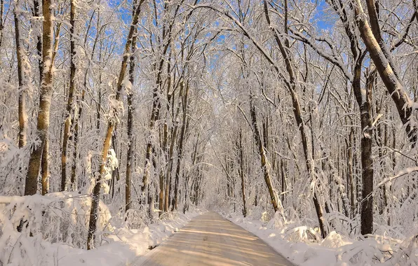 Picture winter, road, snow, trees