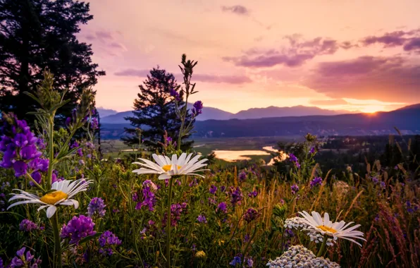 Picture forest, summer, sunset, flowers, mountains