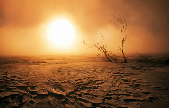Sand, the sun, branches, tree, desert