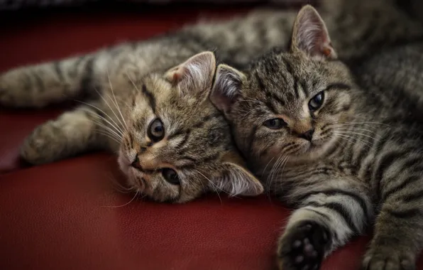 Cat, look, cats, pose, kitty, sofa, together, kittens