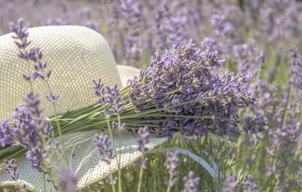 Picture mood, hat, a bunch, lavender