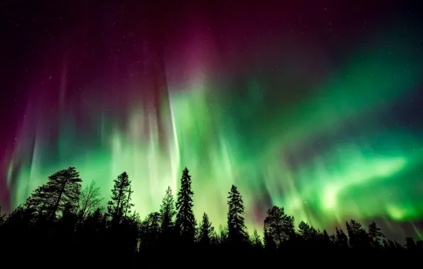 Forest, the sky, trees, night, Northern lights, silhouettes