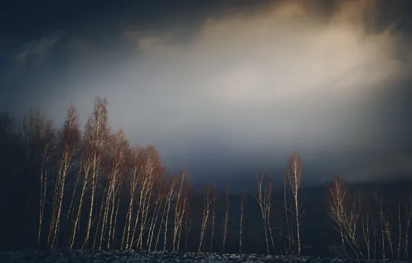 Picture trees, night, fog