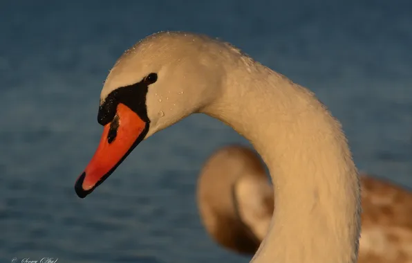 Look, birds, lake, Swan, photohunt
