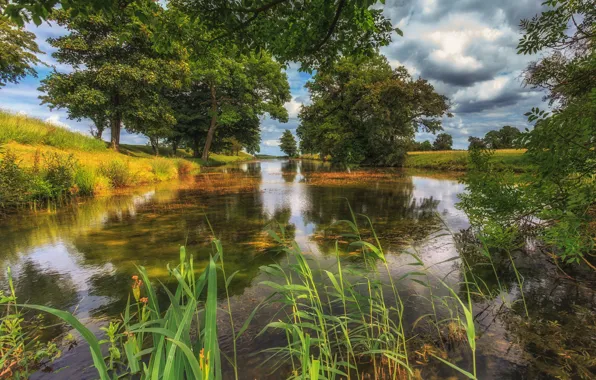 Picture trees, landscape, nature, lake, beauty, reed