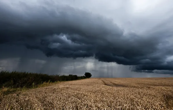 Field, landscape, rain, ears