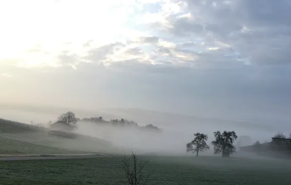 Picture field, forest, the sky, clouds, trees, landscape, nature, fog