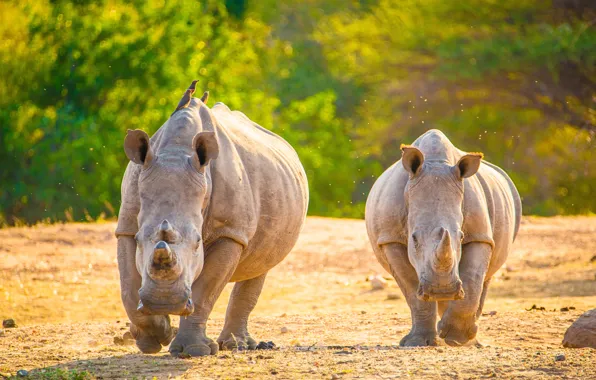 Birds, couple, rhinoceros