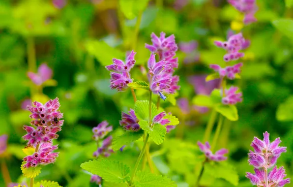 Pink, blooming, sage