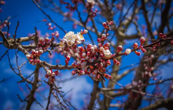 Tree, Spring, Flower, Plant, Branch, Branches, Flower, Flowers