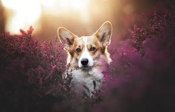 Portrait, dog, Corgi