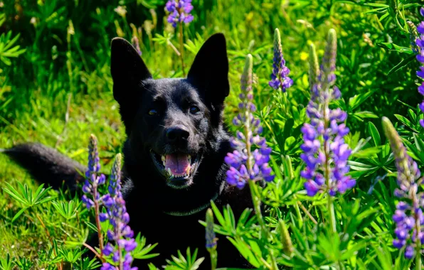 Face, flowers, dog, shepherd, lupins