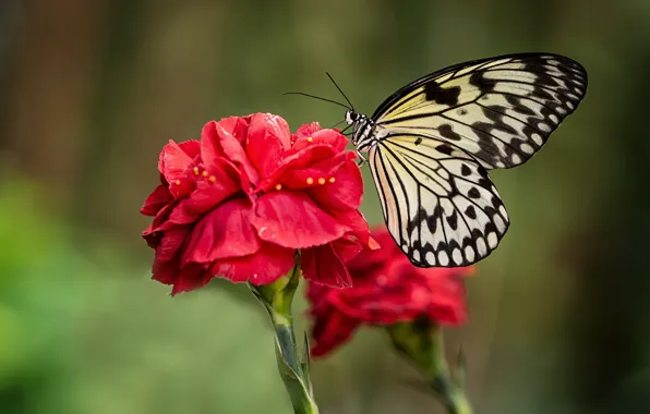 Wallpaper macro, flowers, red, background, butterfly, insect, clove