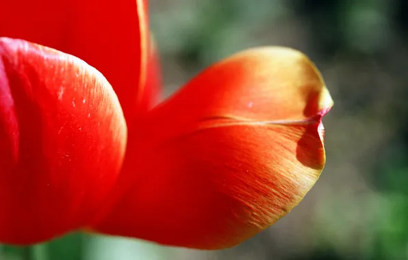 Picture flower, Tulip, petal